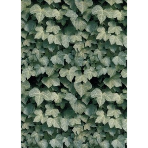 Premium Anti-Pill Ivy Fleece B168