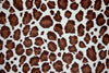 SWATCHES Jaguar Minky Cuddle Fur