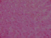 Rose Bud Fur HOT PINK